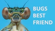 Bugs Best Friend