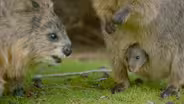 Spy Quokka Meets a Joey