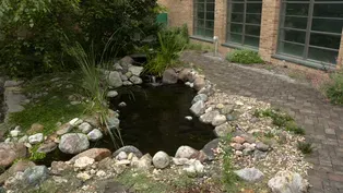 Keim Courtyard & Growing Turf in the Shade