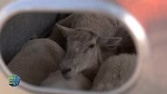 Data Centers, Environmental Policy and Solar Grazing