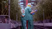 NJ cannabis workers push to unionize
