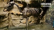 Greater Wauchula | Fossils