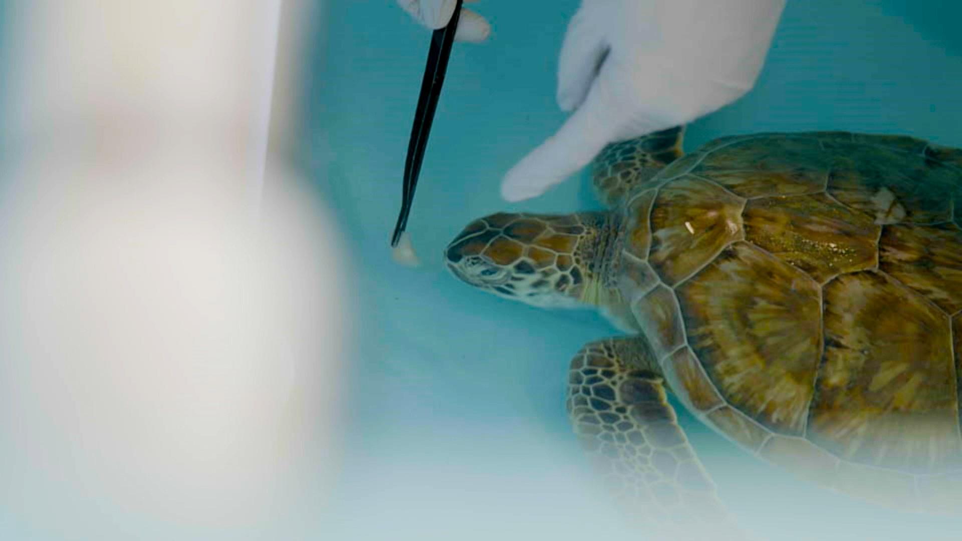Zoo takes in 10 tiny turtles at conservation lab, Local News