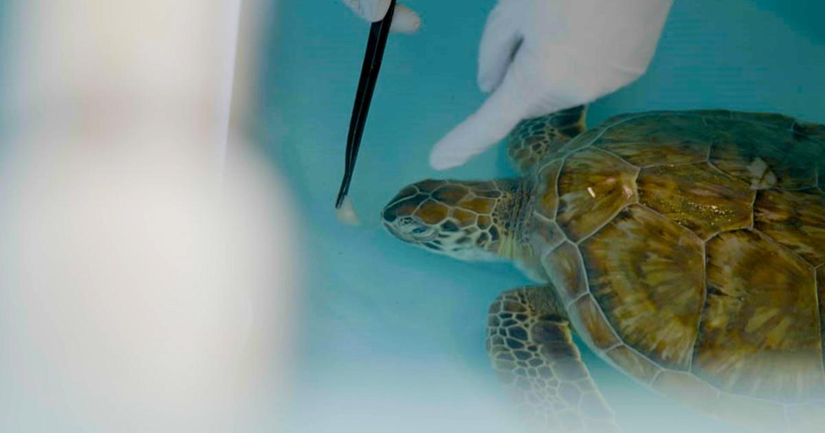 How a Texas A&M scientist's video of a sea turtle soured Americans