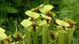 Video thumbnail: Virginia Home Grown Pitcher Plants Conservation; Edible Landscaping (#1804)