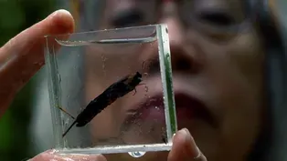 Judy Li and the Caddisfly