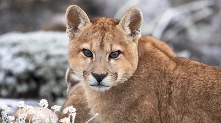 Mother Puma Teaches Daughter How to Hunt