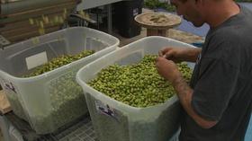 Video thumbnail: Backyard Farmer Backyard Farmer: Season Finale at Midwest Hop Producers