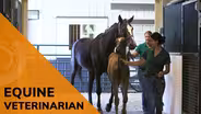 Equine Veterinarian