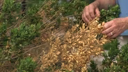 Backyard Farmer: Bagging or Mulching