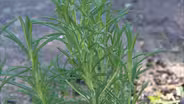 Botany: Botany Basics