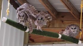 Video thumbnail: Chicago Tonight Raptor Center Cares for Bald Eagles, Owls and Other Birds