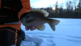 Trout Fishing, Pan Fishing, Recipe