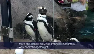 Behind the Scenes: Lincoln Park Zoo’s New Penguin Encounter