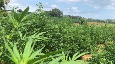 Video thumbnail: Tennessee Life Tennessee Life - 606 - Hope in Hemp