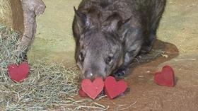 Video thumbnail: Chicago Tonight Valentine’s Day at Brookfield Zoo