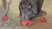 Valentine’s Day at Brookfield Zoo