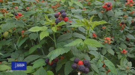 Video thumbnail: You Bet Your Garden You Bet Your Garden S3 Ep. 7 Pruning Raspberries and Roses
