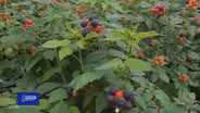 You Bet Your Garden S3 Ep. 7 Pruning Raspberries and Roses
