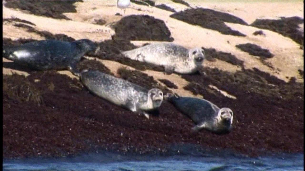Windows to the Wild | Seals Off Our Shores