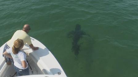 Video thumbnail: PBS NewsHour Shark tracking efforts ramped up after wave of encounters