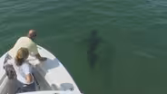 Shark tracking efforts ramped up after wave of encounters