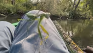 My Praying Mantis Teacher