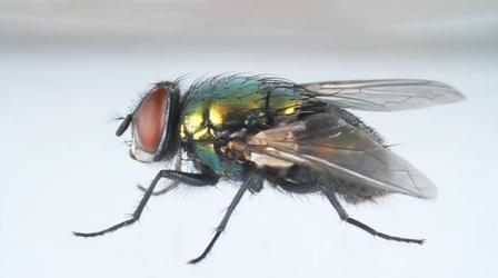 Video thumbnail: Deep Look Here’s How That Annoying Fly Dodges Your Swatter