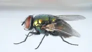 Here’s How That Annoying Fly Dodges Your Swatter