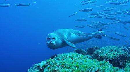 Video thumbnail: Nature Monk Seals on the Brink of Extinction