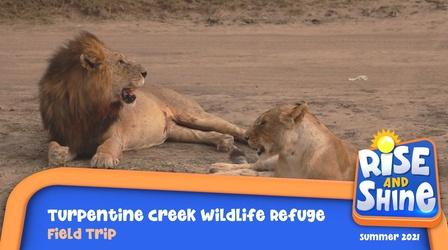 Video thumbnail: Rise and Shine Field Trip Turpentine Creek Wildlife Refuge