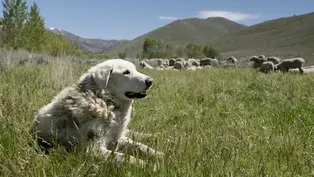 Dogs with Jobs