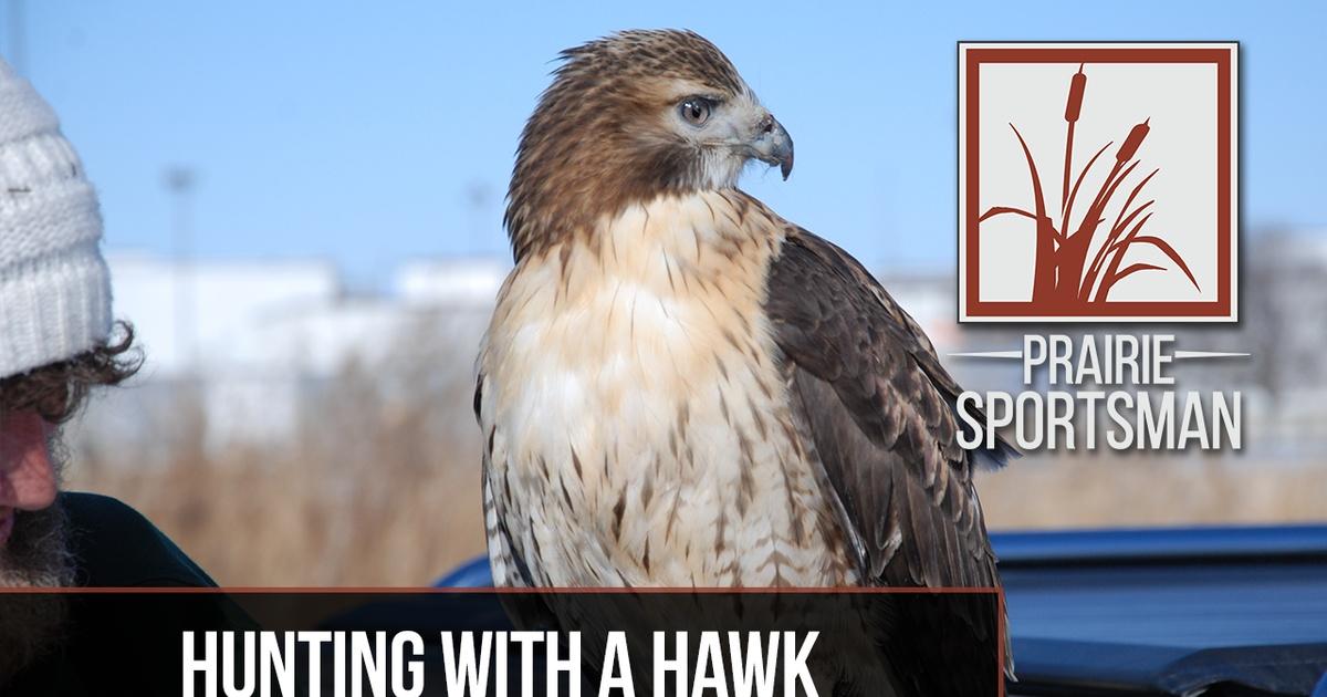 Prairie Sportsman | Hunting with a Hawk | Season 9 | Episode 10 | PBS