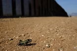 A border wall can take a heavy toll on endangered wildlife