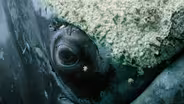 Ocean Survivors