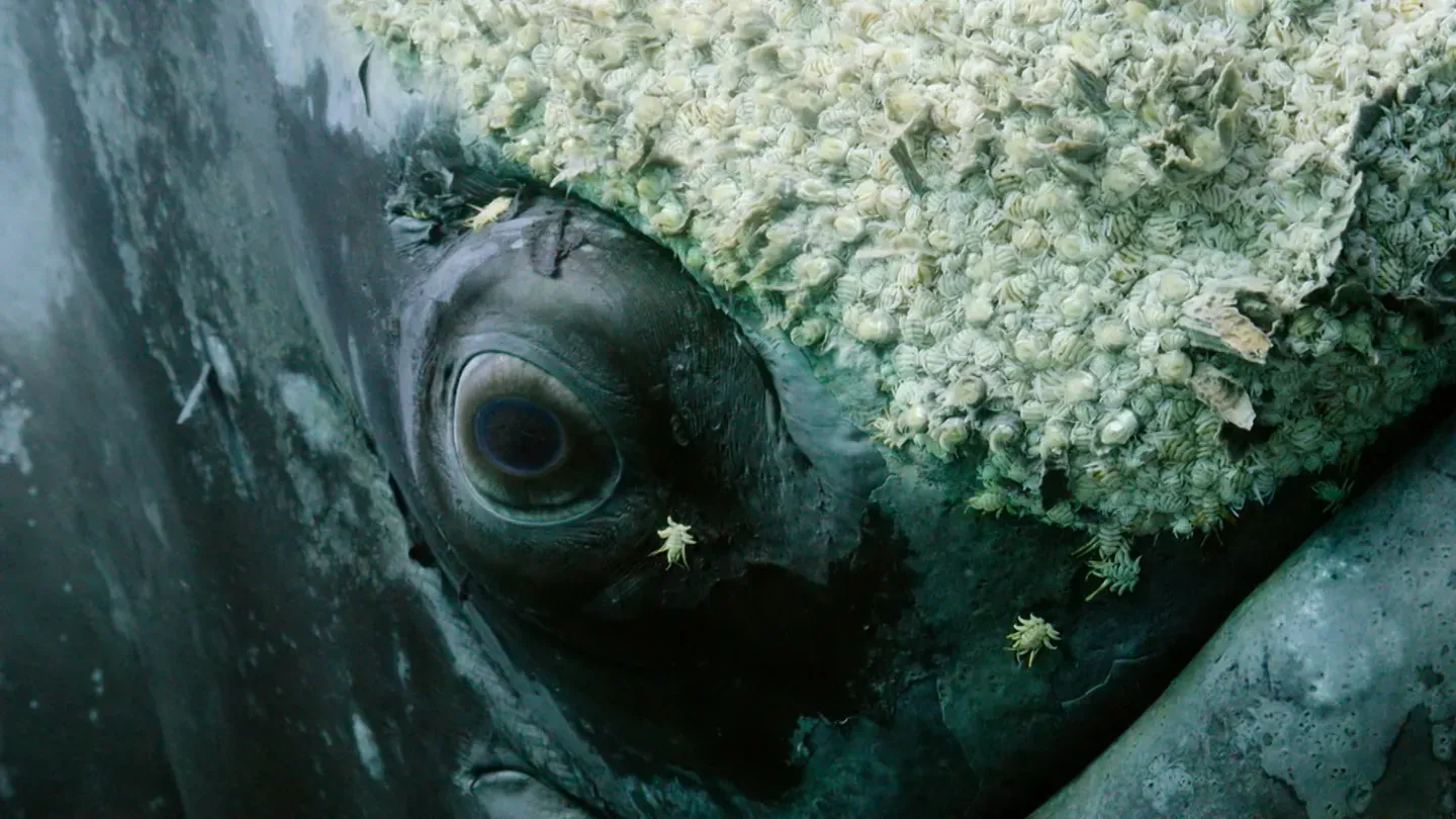 Ocean Survivors