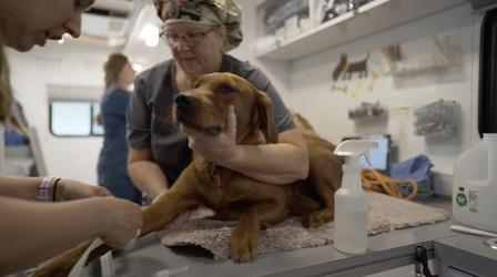 Video thumbnail: A Dog's Service Caring for Service Dogs
