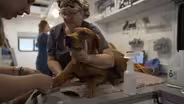 Caring for Service Dogs