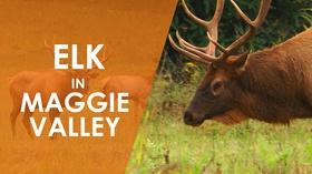 Video thumbnail: NC Weekend Elk watching in Maggie Valley