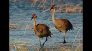 Spring flooding, opioid law change, birding with Birdchick