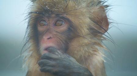 Spy Macaque Befriends a Curious Baby