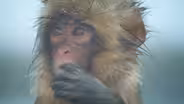 Spy Macaque Befriends a Curious Baby