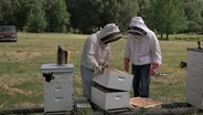 Beekeeping Basics & Wildflowers