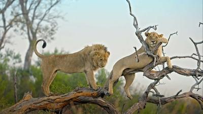 The Risks are High for Inexperienced, Young Male Lions