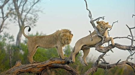 Video thumbnail: Big Cats 24/7 The Risks are High for Inexperienced, Young Male Lions