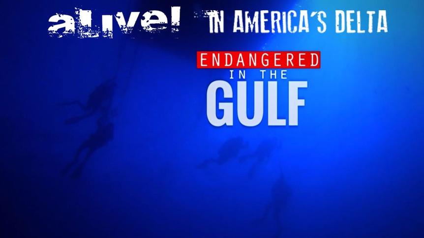 Endangered in the Gulf