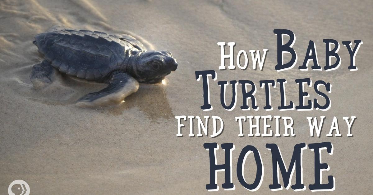 As baby turtles emerge, some tips to keep them safe