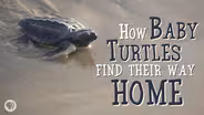 How Baby Sea Turtles Find Their Way Home