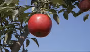 In the Orchards