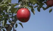In the Orchards